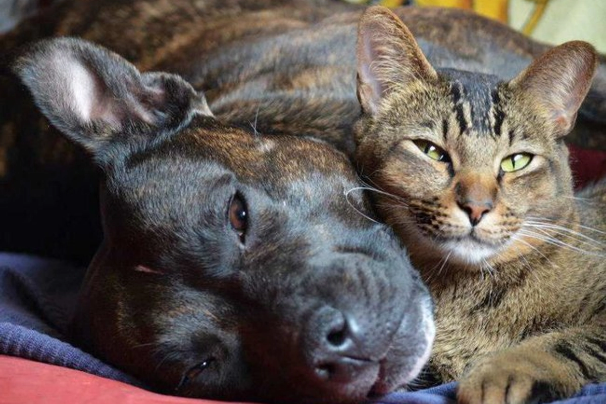 Z útulku zvíře nedostane každý. Podmínky adopce jsou přísné