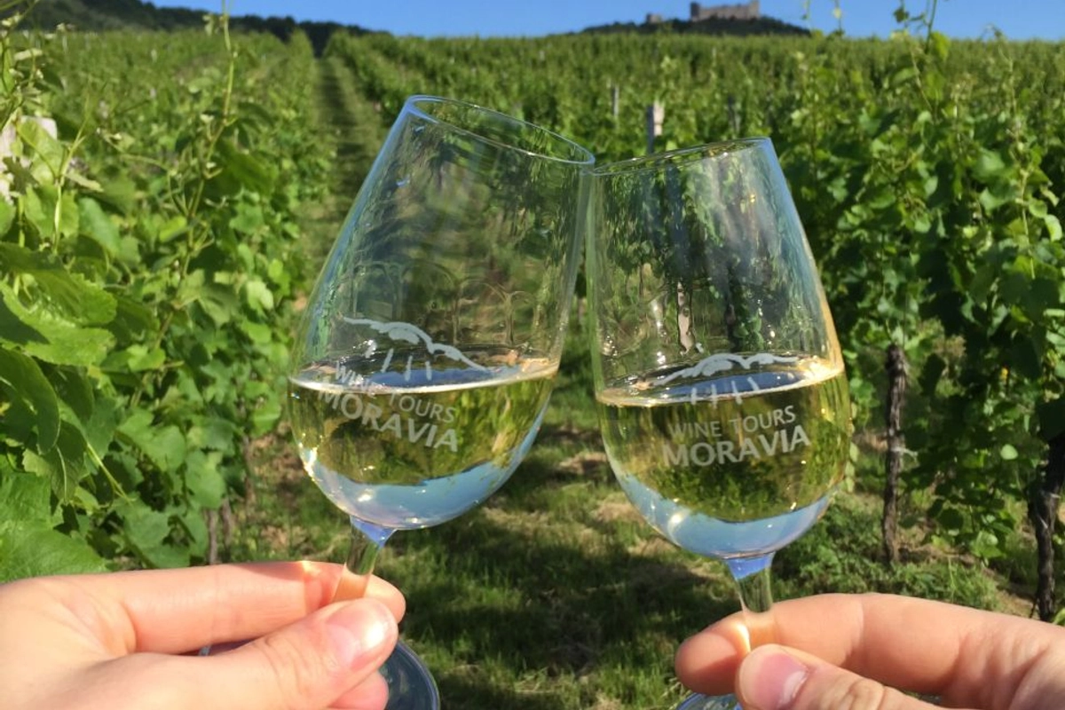 Na trh míří skoro 2 miliony lahví svatomartinského vína. "Letošní rok byl dobrý pro víno," říká vinař Vičar