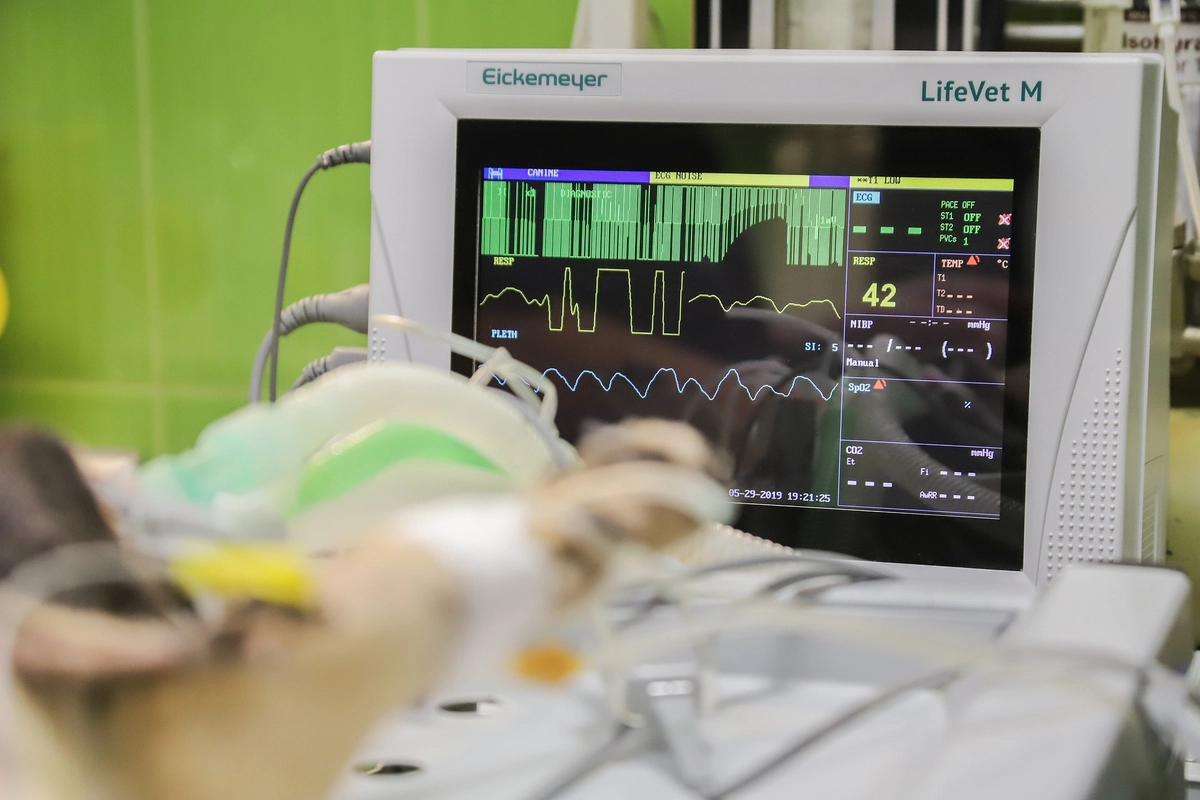 Nemoci srdce a cév jsou nejčastější příčinou úmrtí v Česku. Co dokáže katastrofám zabránit?