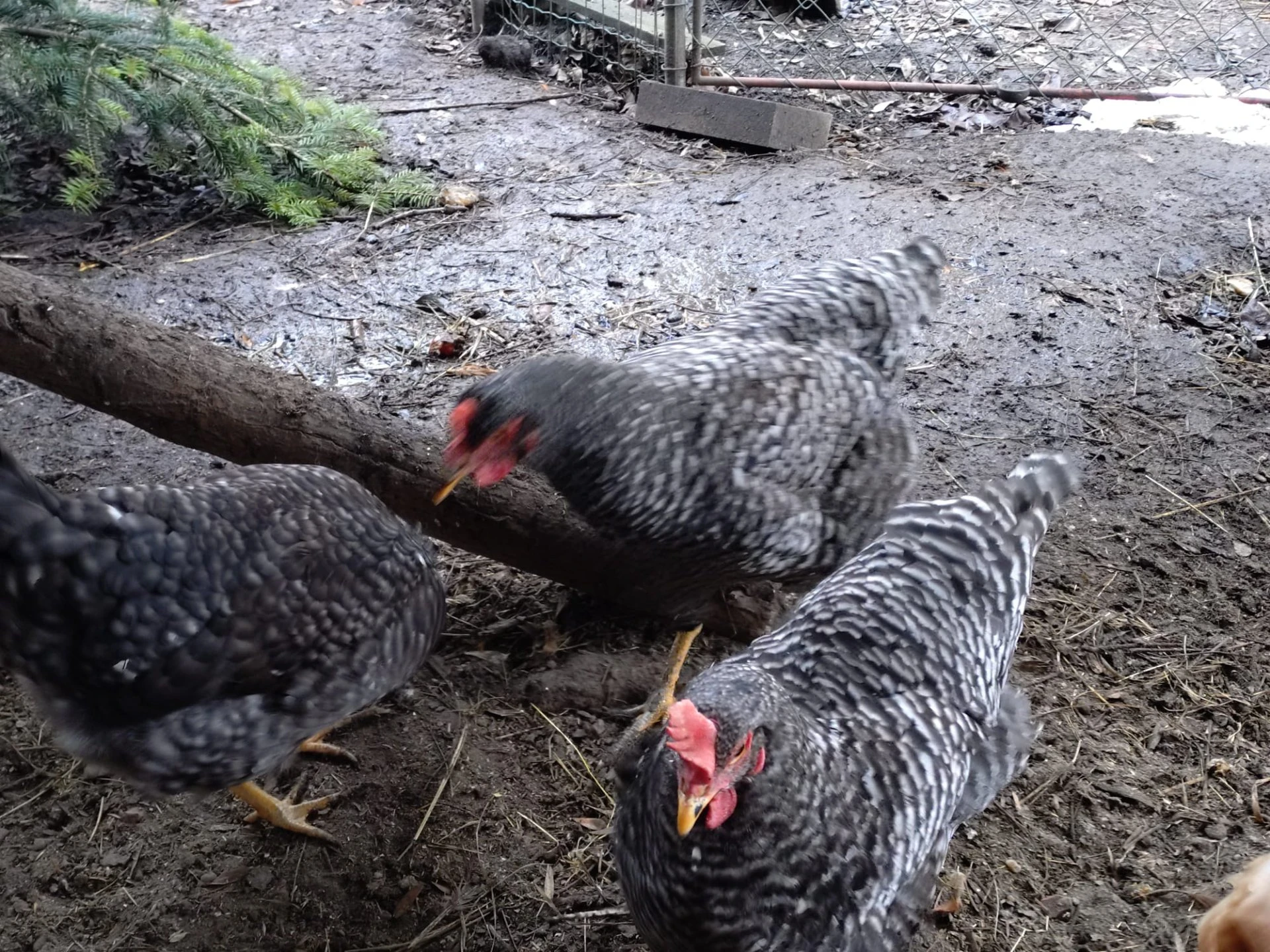 Obrázek WhatsApp, 2025-12-10 v 21.13.44_fa7307f4