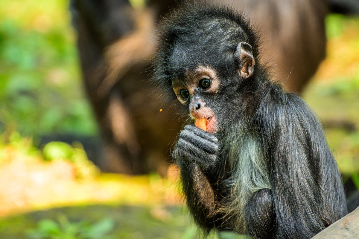 ZOO Praha