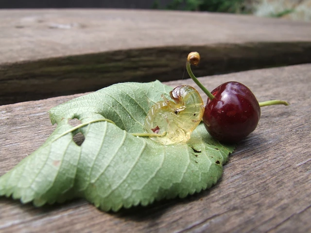 Střílení letní a třešně