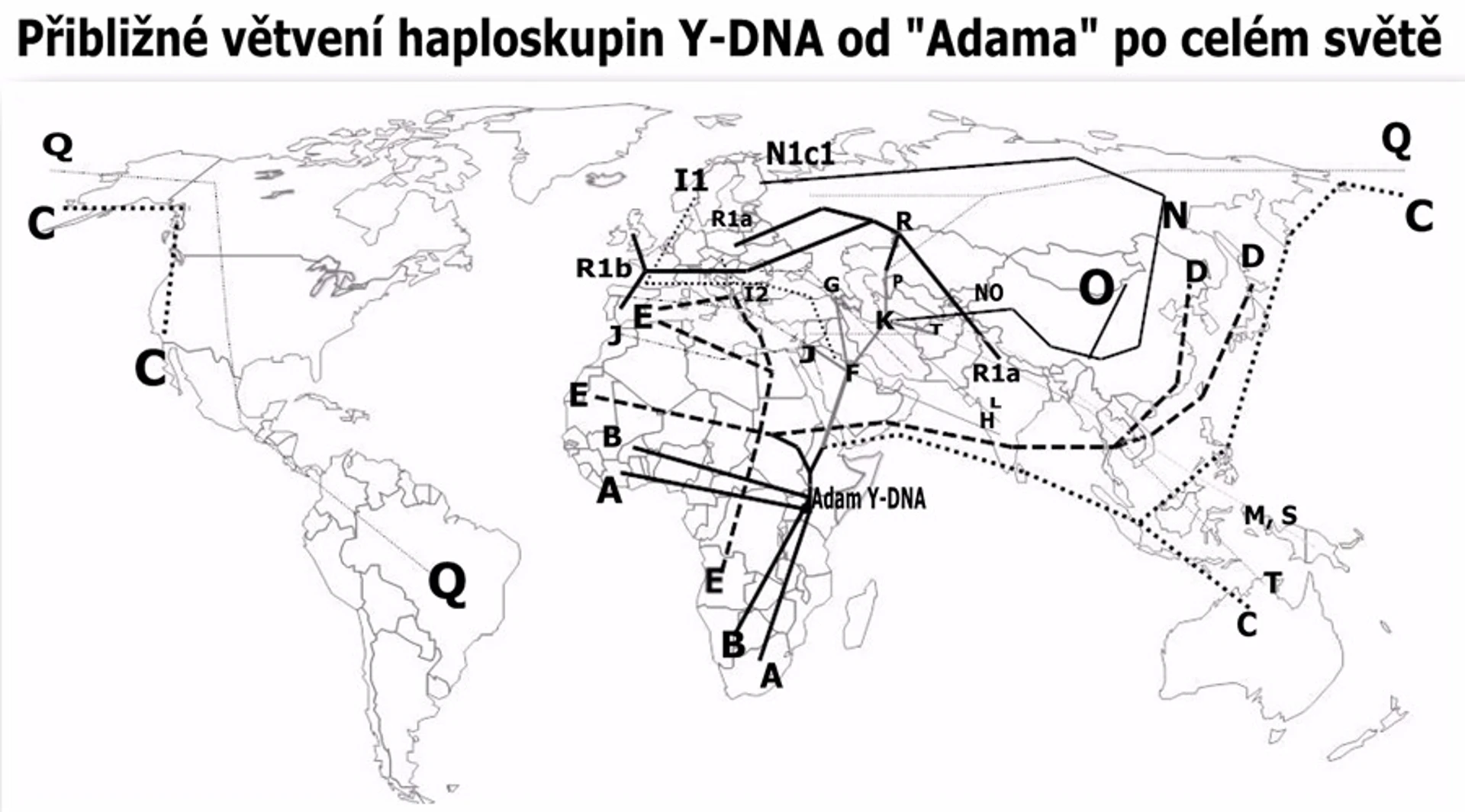 Větvení haploskupin DNA chromozómu Y po světě