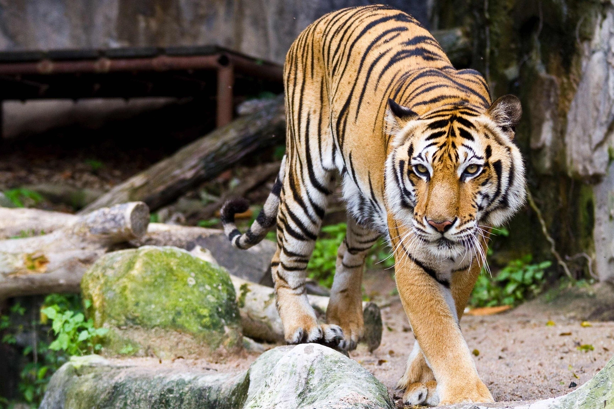 Jihlavská zoo nabízí adopci tygra přes eshop. Pořídíte ho za 20 tisíc