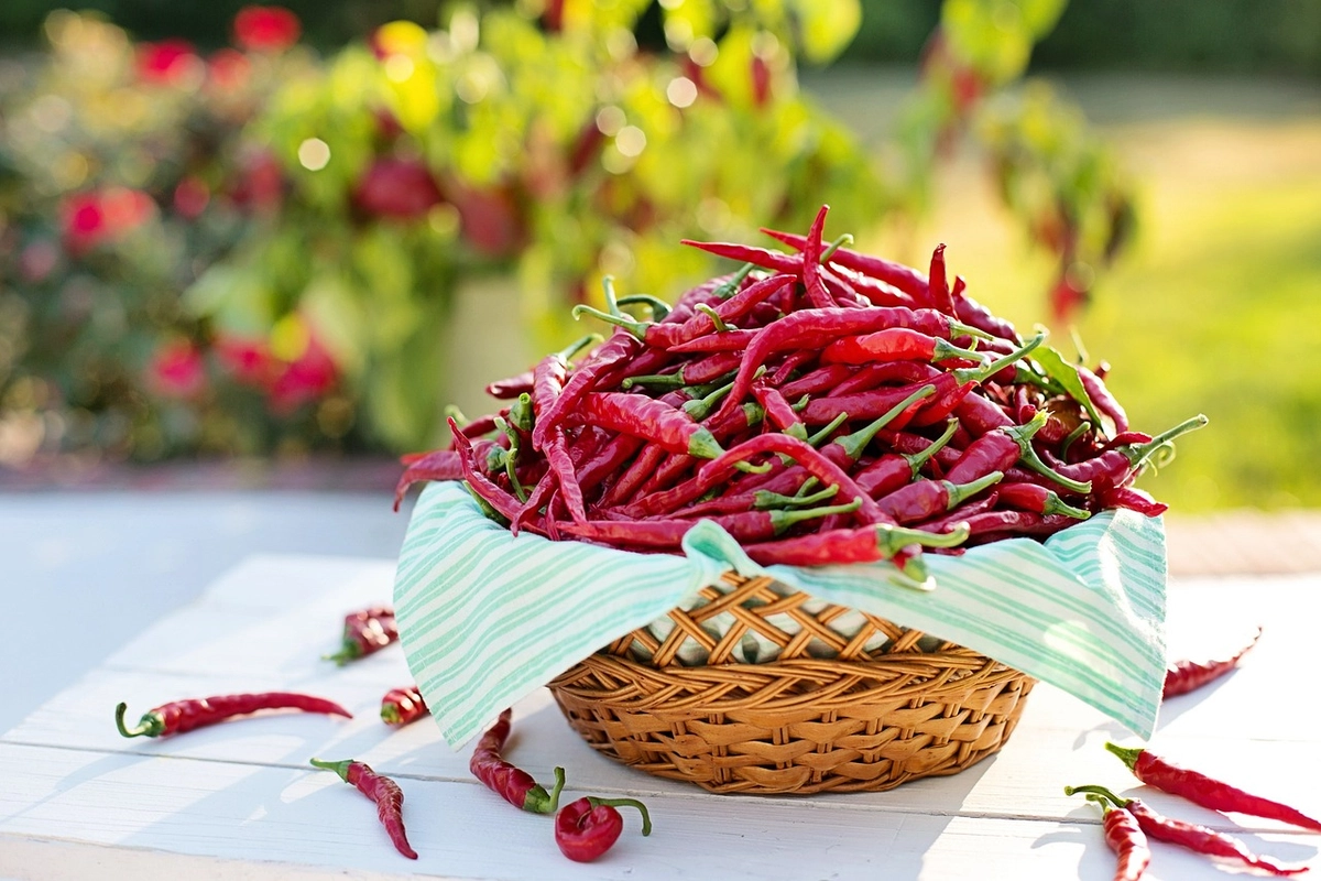 Málem jsem umřel, říká moderátor Kalemba k ochutnávce chilli