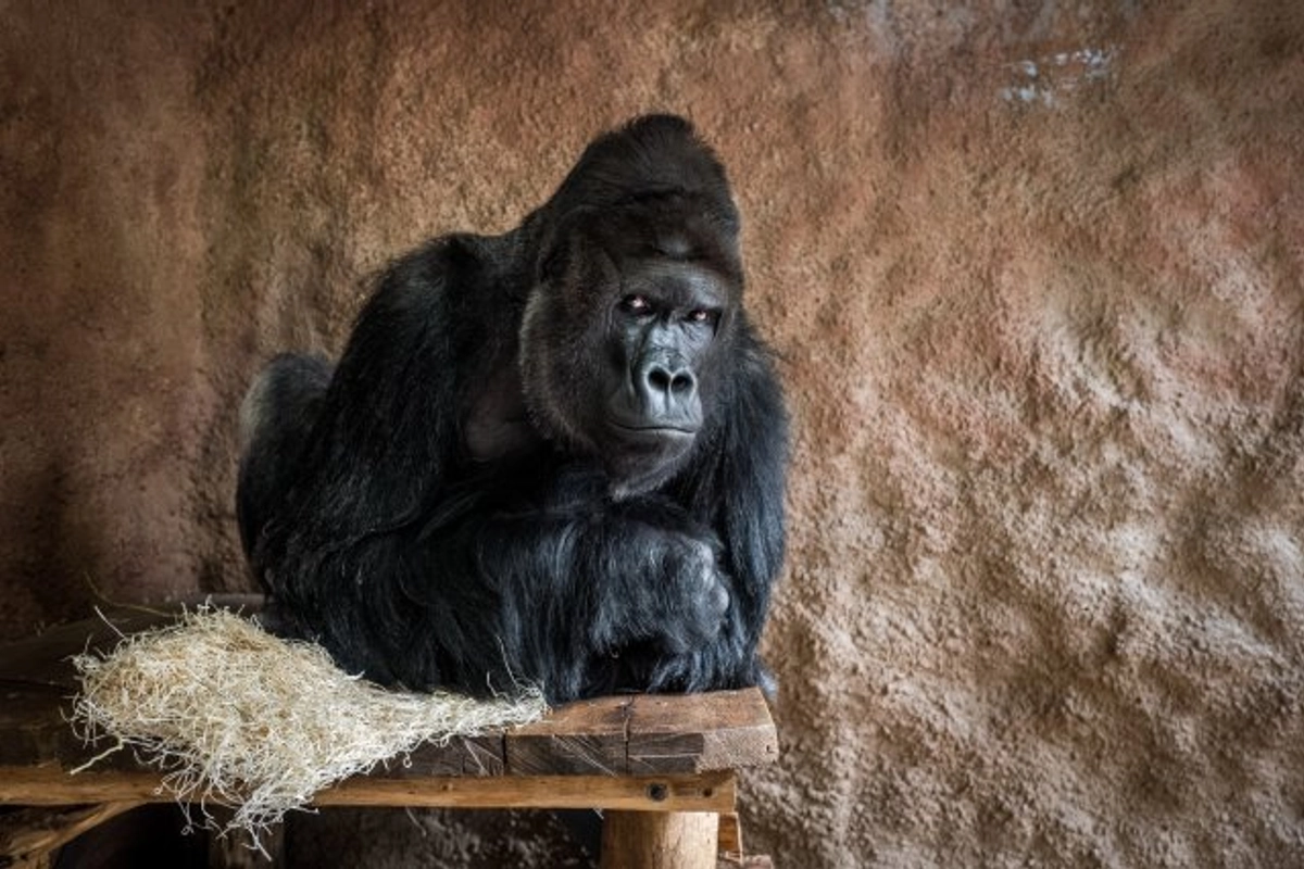 Vánoce se slaví i v ZOO. Zvířata dostanou nechtěné stromky  