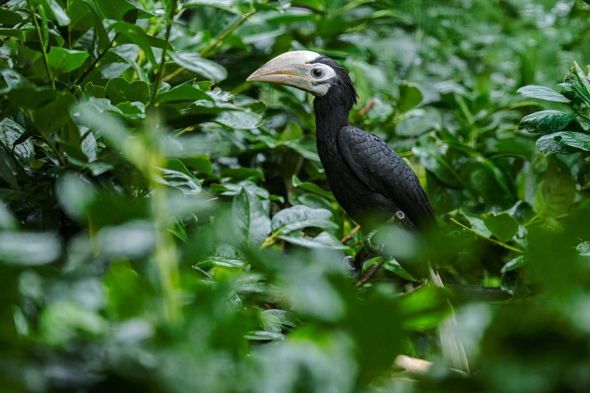 Pražská zoologická zahrada hlásí další chovatelský úspěch. Podařil se zde vůbec první odchov zoborožce běloocasého v Česku 