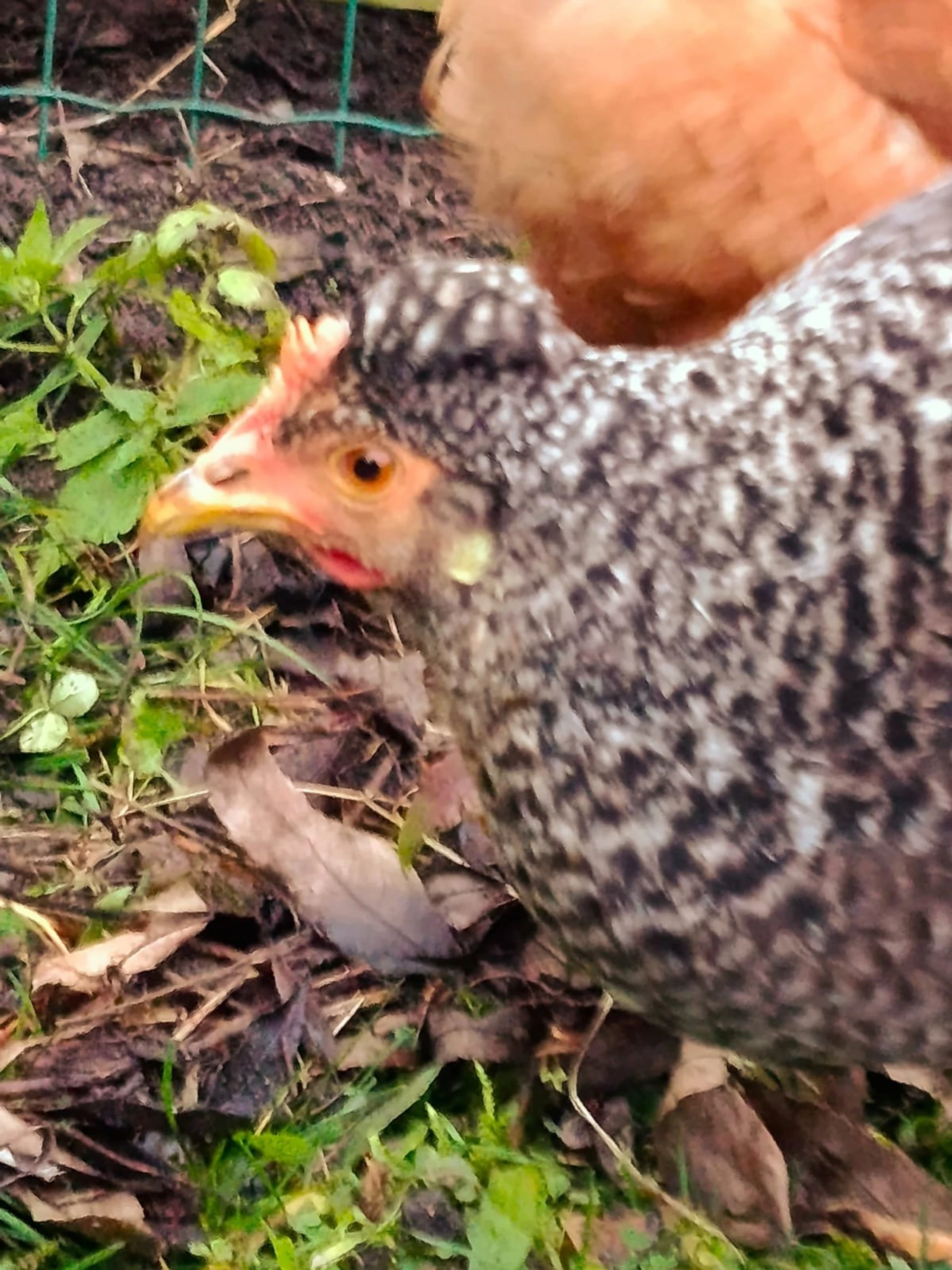 Obrázek WhatsApp, 2025-12-19 v 15.15.41_7d2ae1e2